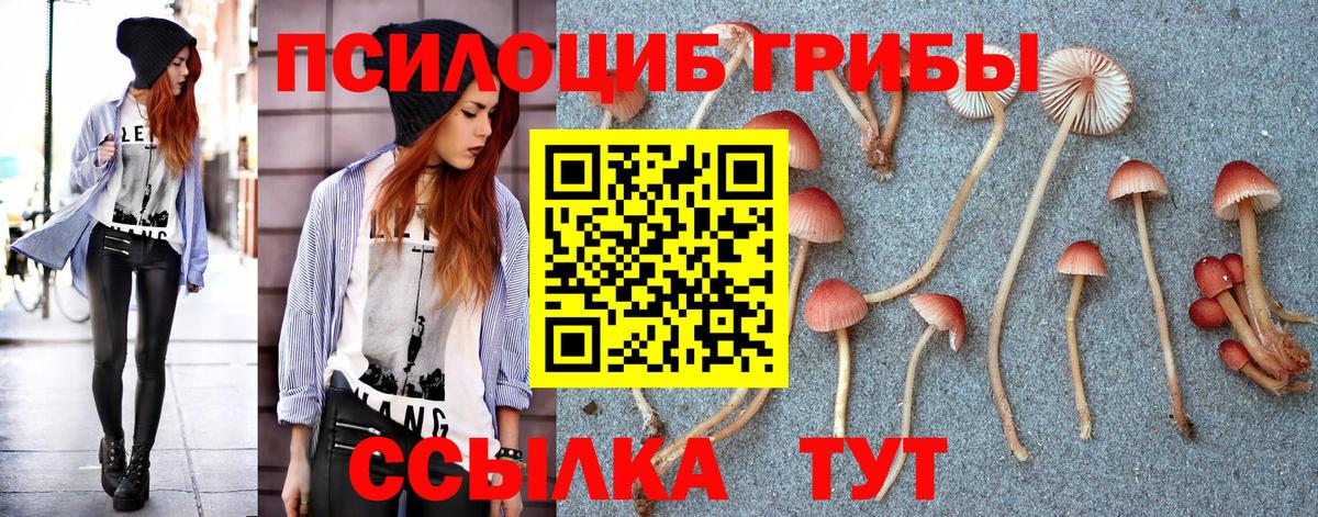 Галлюциногенные грибы Psilocybe Кузнецк